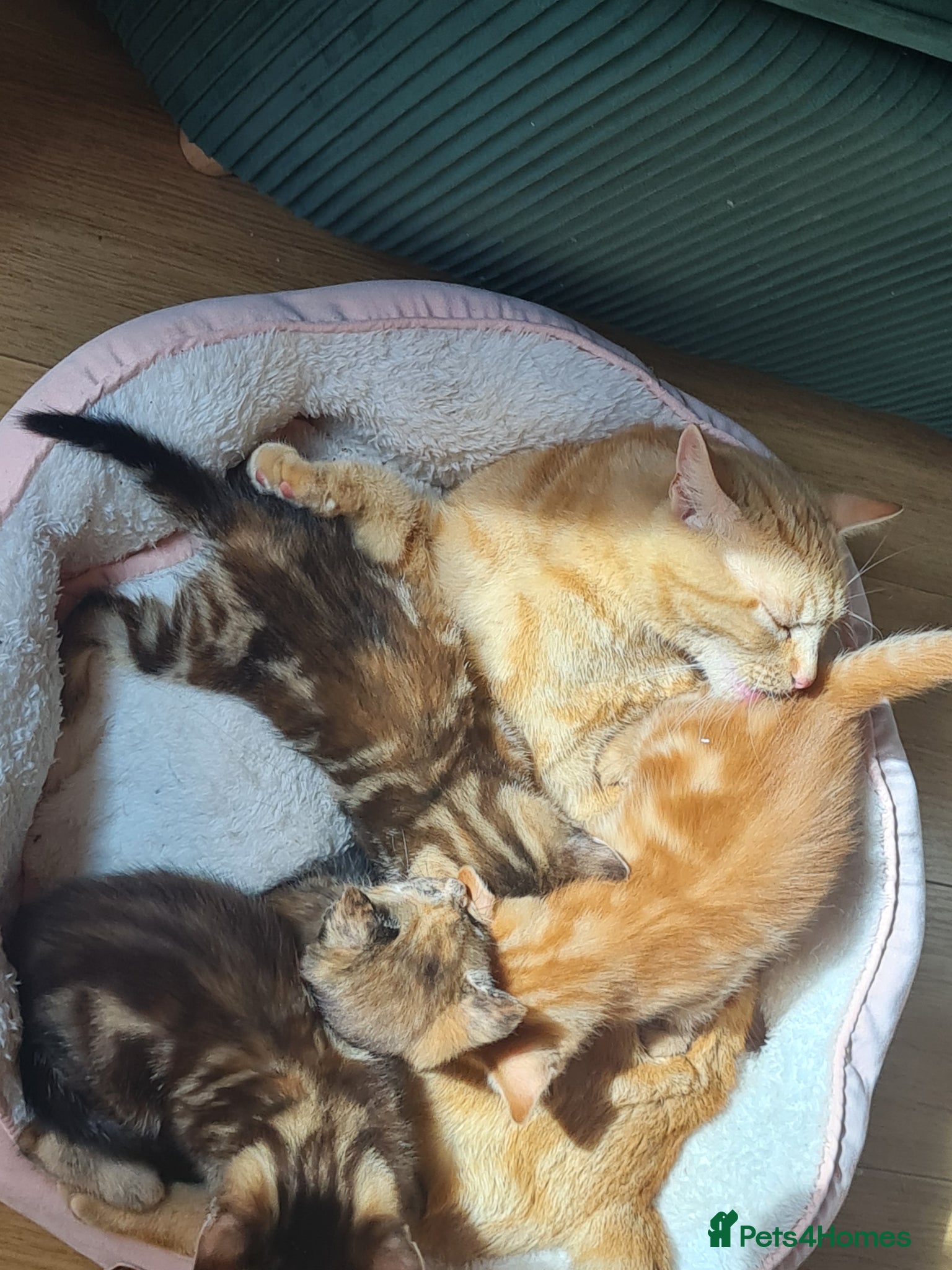 Mixed Breed cats for sale: 🐾 Beautiful Ragdoll Cross Kittens – £290 Each 🐾 in Greenford - Advert 1
