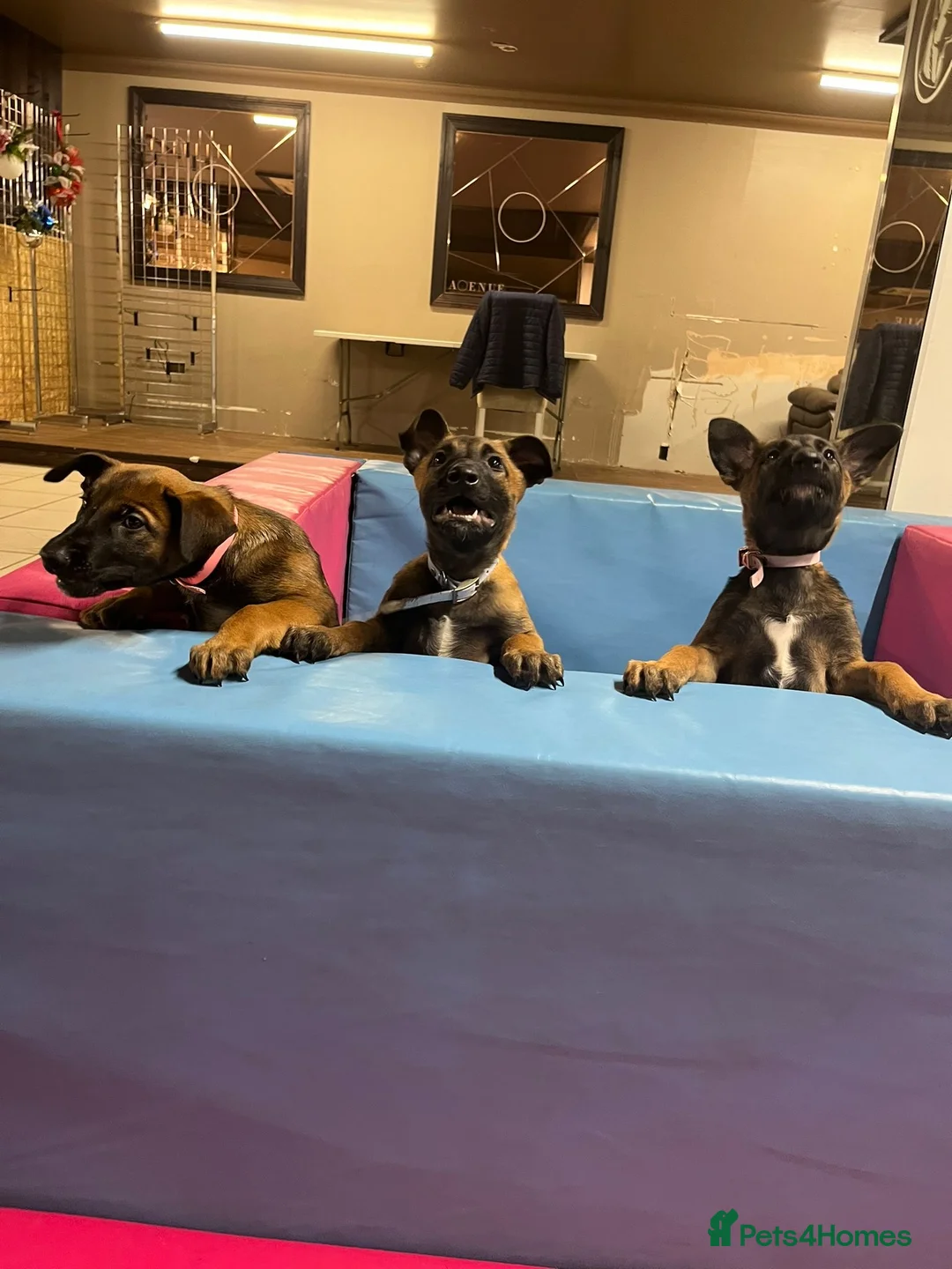 Belgian Shepherd Dog dogs for sale: Belgian Malinois Puppies - Advert 23