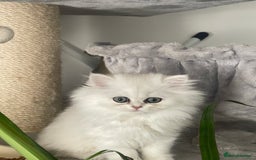 Persian cats for sale: Silver Persian chinchilla kittens, 2 Male 1 Female - Image 6
