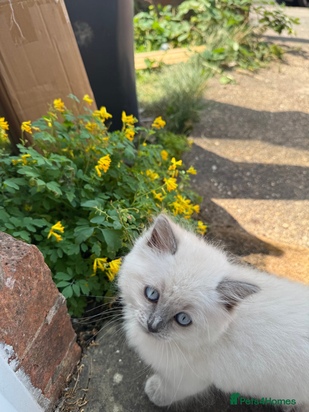 Ragdoll cats for sale: Playful paw 🐾 - Image 7