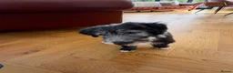 Bearded Collie dogs for sale: Beautiful Bearded Collie Puppies  - Advert 9