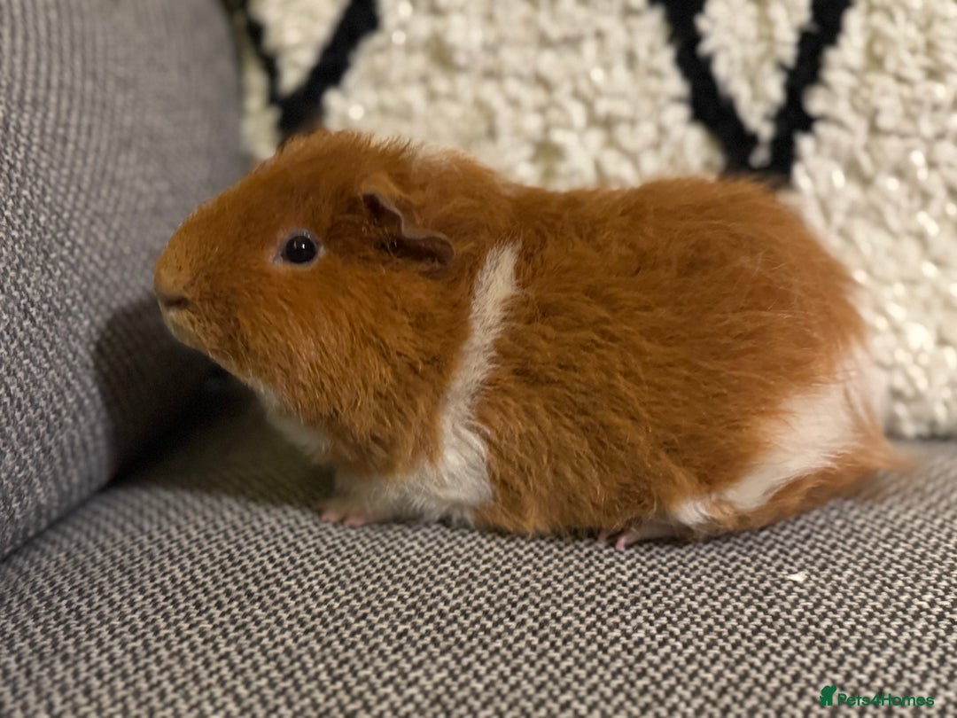 Guinea Pig rodents for sale: Gorgeous 6 month Teddy Guinea pig - Advert 5