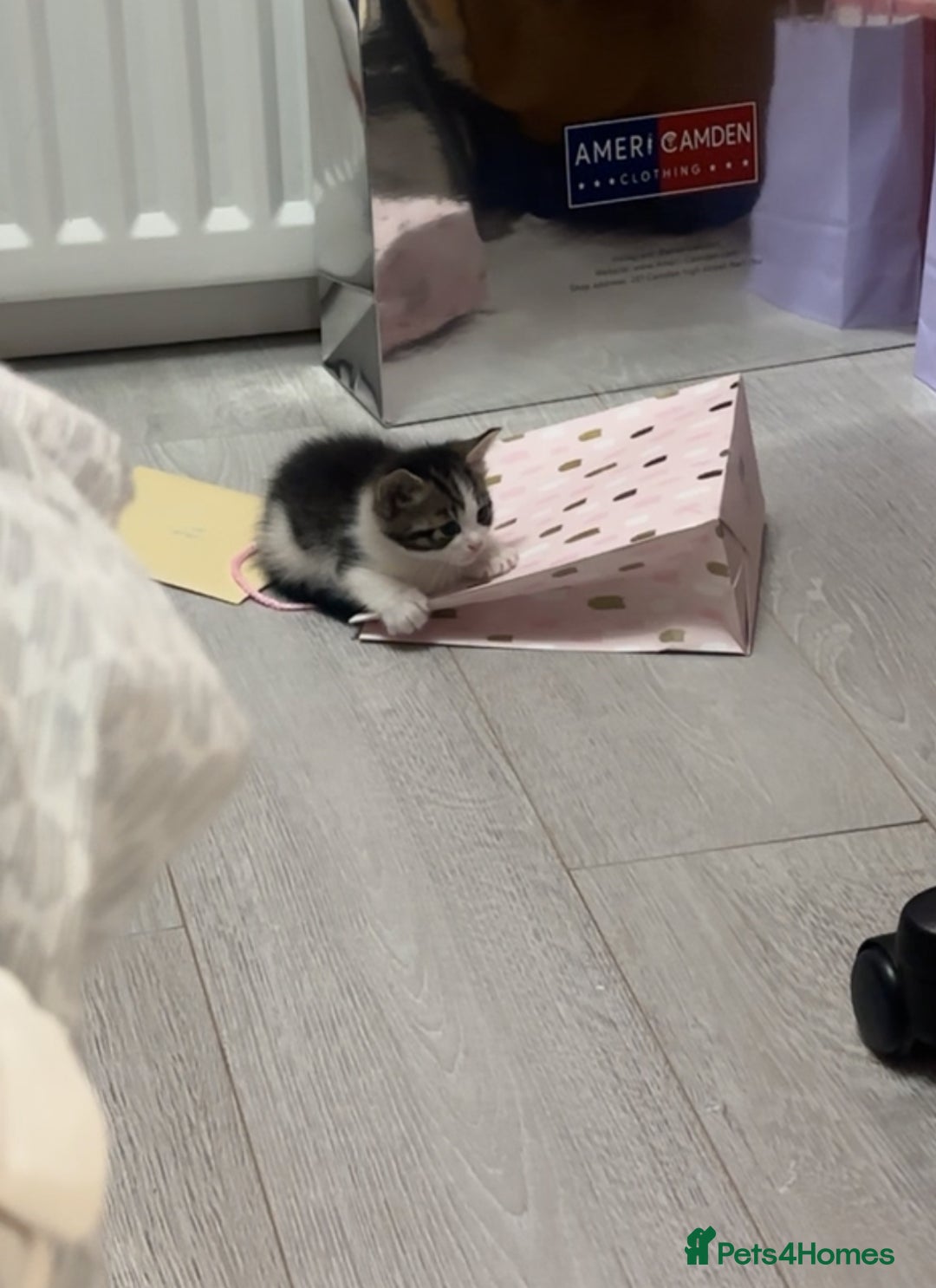 Mixed Breed cats for sale: Kittens for sale  - Image 6