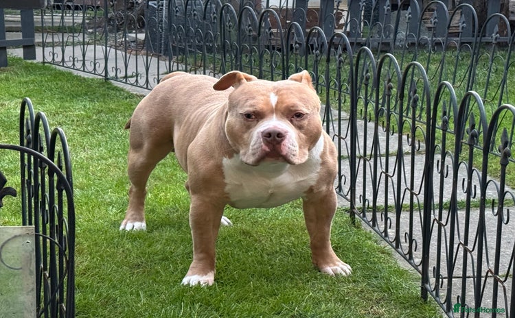 American Bully dogs in Manchester - Advert 3