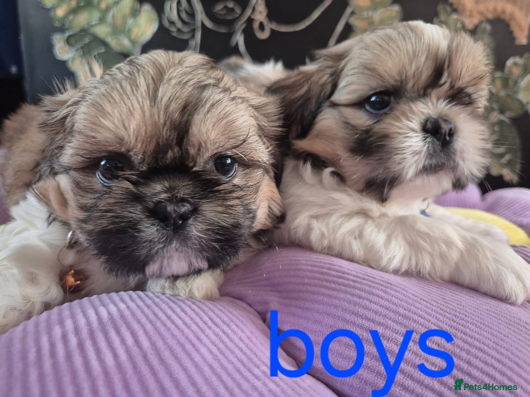 Shih Tzu dogs for sale: Cute Shih-Tzu puppies😍😍😍 - Image 6