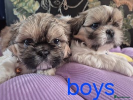 Shih Tzu dogs - Advert 14