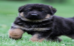 German Shepherd dogs for stud: Health Tested, Show Winner, Proven Stud Dog in London - Image 16
