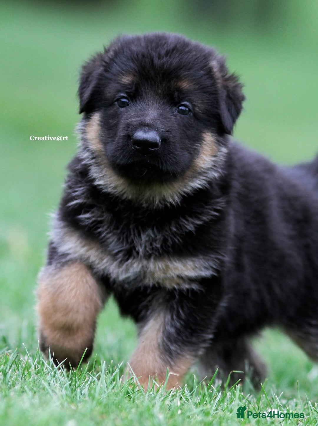 German Shepherd dogs for stud: Health Tested, Show Winner, Proven Stud Dog in London - Image 16