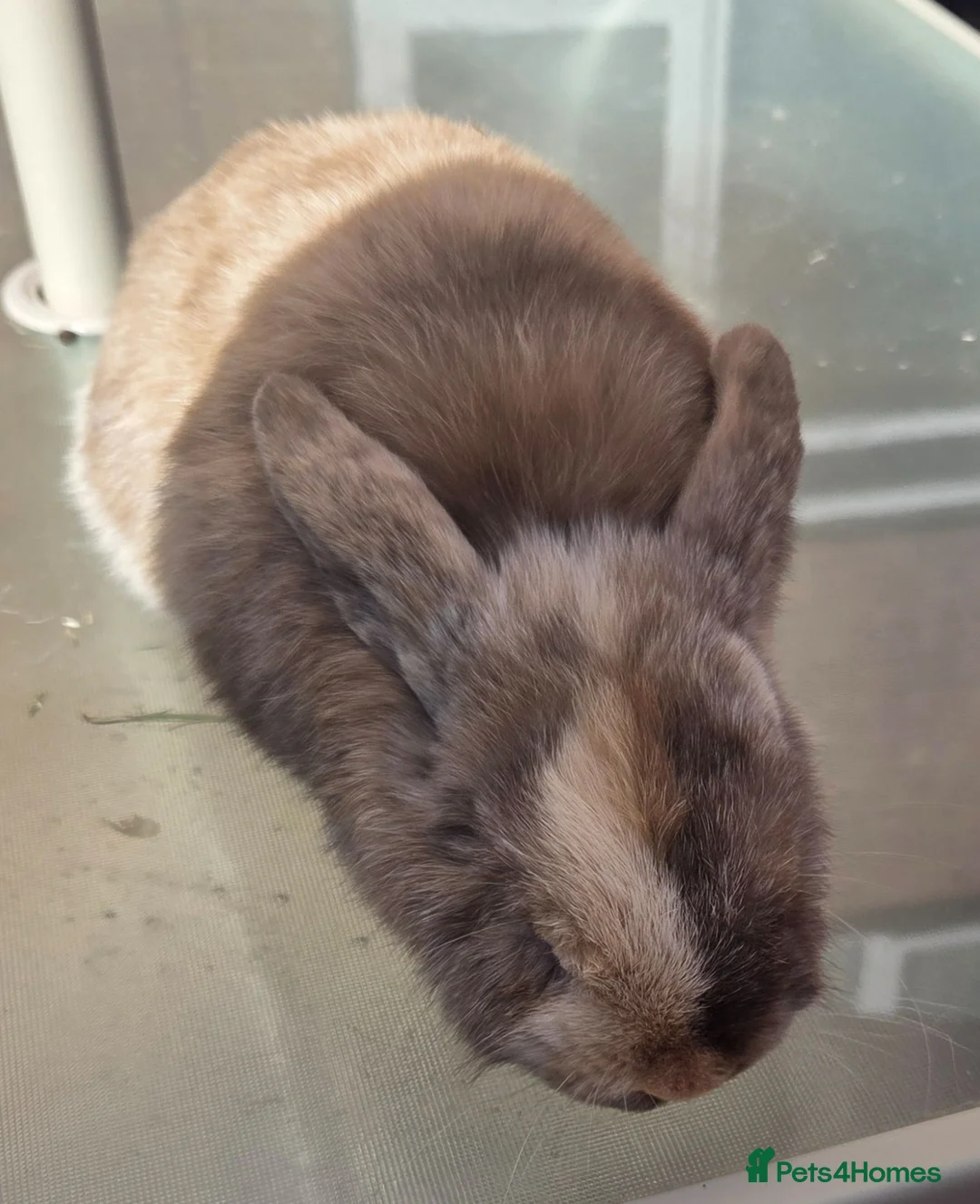 Mini Lop rabbits for sale: 3 choc harli mini lops - Advert 2