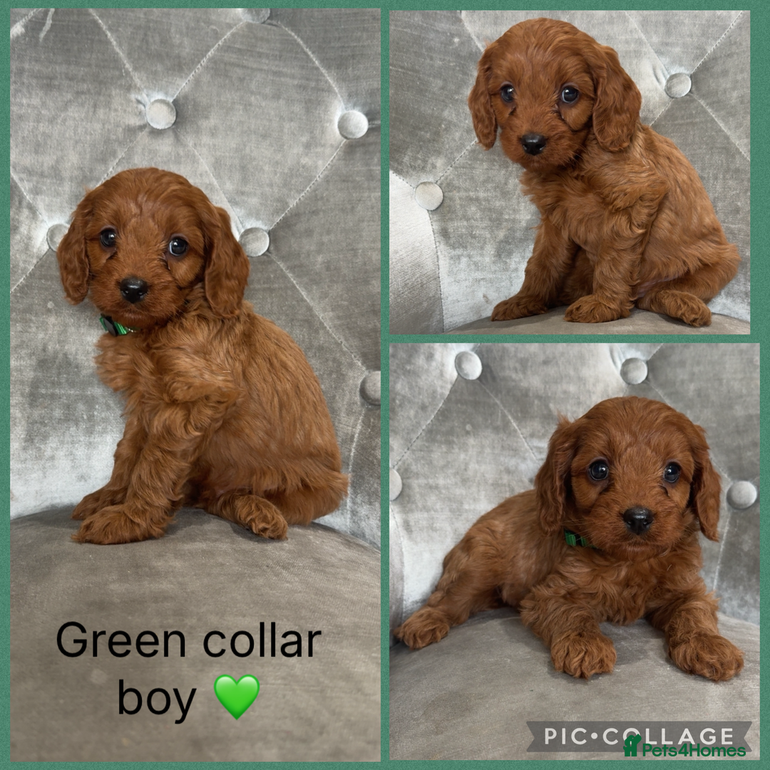 Cavapoo dogs for sale: Ready 24th December F1 Cavapoos Health clear  - Advert 4