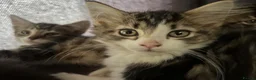 Mixed Breed cats for sale: Fluffy Kittens for sale - Advert 16