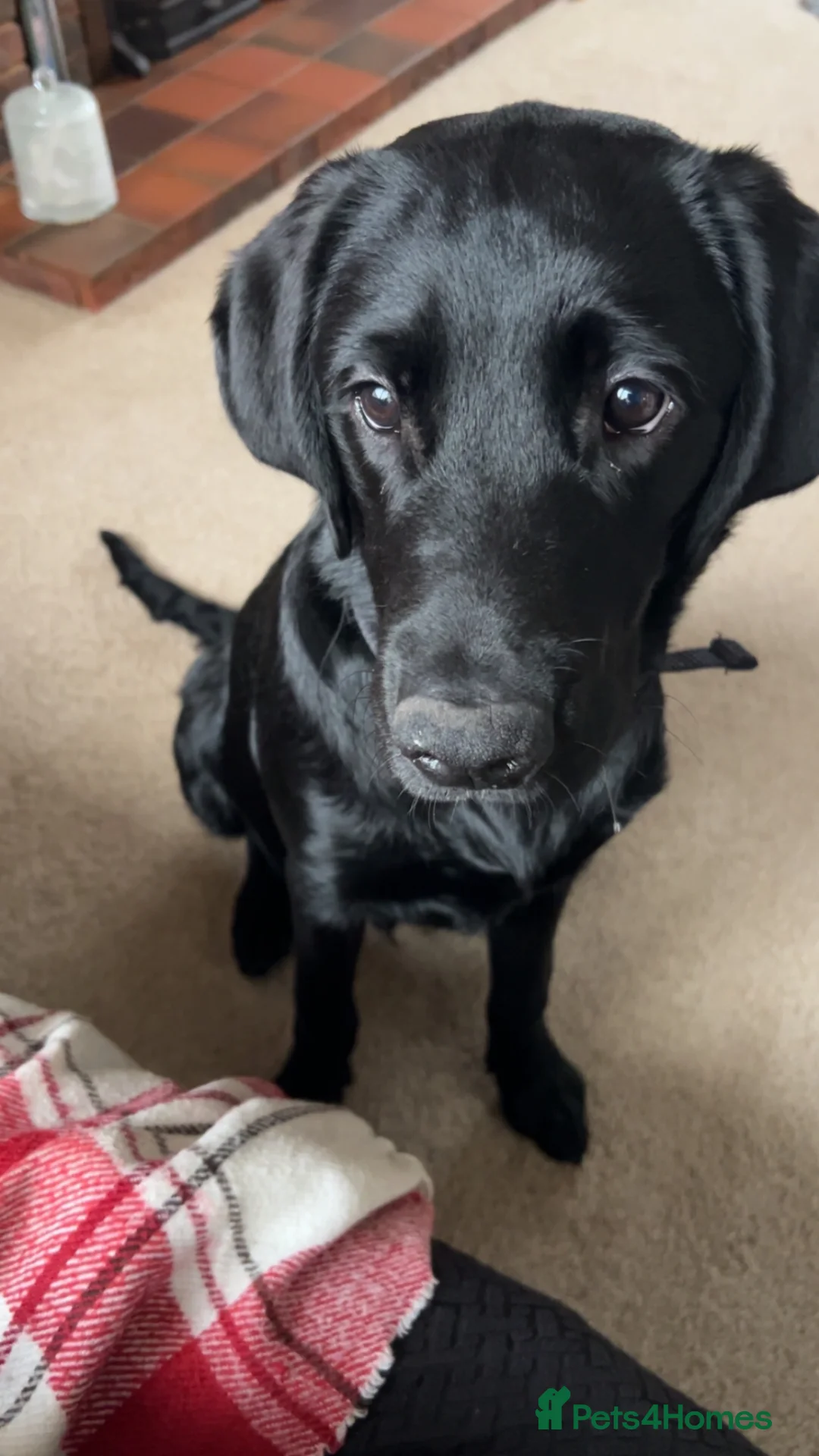 Labrador Retriever dogs for sale: Male Labrador retriever (7 months)  in Waterlooville - Advert 7