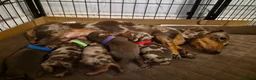Miniature Dachshund dogs for sale: KC Registered Miniature Dachshunds - Advert 5