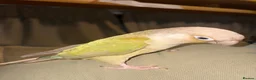 Conures birds for sale: Indie and Mango  in King's Lynn - Advert 6