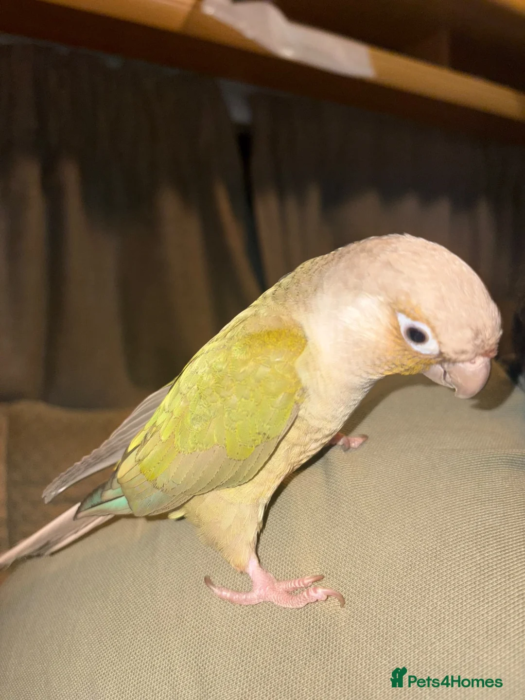 Conures birds for sale: Indie and Mango  in King's Lynn - Advert 6