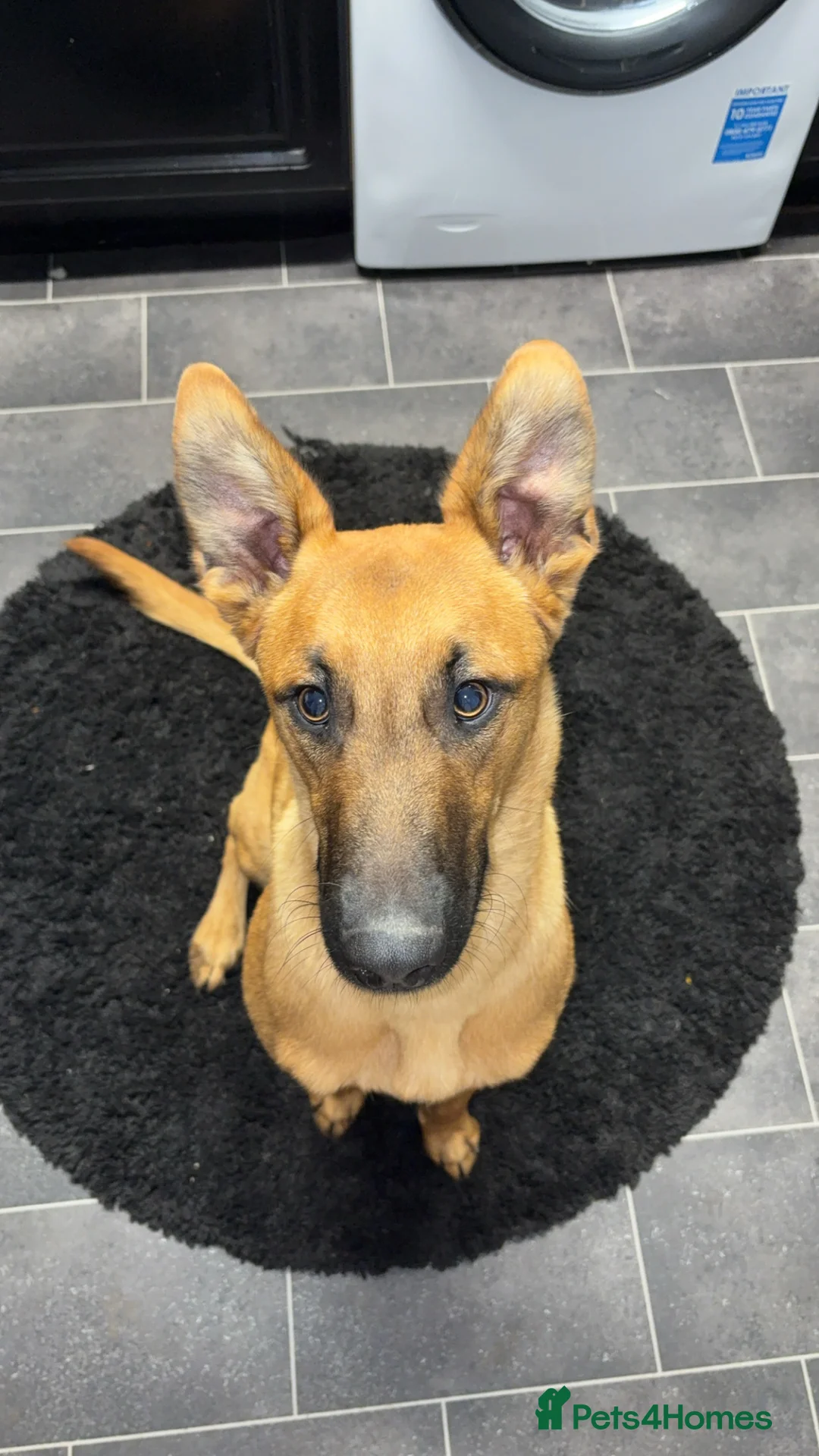 Belgian Shepherd Dog dogs for adoption: Belgian Malinois  - Advert 2