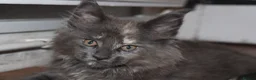 Maine Coon cats for sale: TICA Maine Coon Kittens 𝕽𝖊𝖆𝖉𝖞 𝖙𝖔 𝖑𝖊𝖆𝖛𝖊 - Advert 2