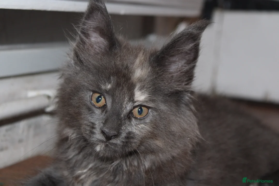 Maine Coon cats for sale: TICA Maine Coon Kittens 𝕽𝖊𝖆𝖉𝖞 𝖙𝖔 𝖑𝖊𝖆𝖛𝖊 - Advert 2