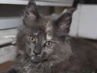 Maine Coon cats Health tested TICA Maine Coon Kittens - Advert 6