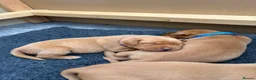 Labrador Retriever dogs for sale: Stunning Fox Red Working Labrador Retriever  in Bolton - Advert 7