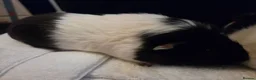 Guinea Pig rodents for sale: 2 year old male guinea pig pair in Knaresborough - Advert 5