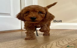 Cockapoo dogs for sale: F2B Red Cockapoos **BOTH PARENTS DNA CLEAR** - Image 7