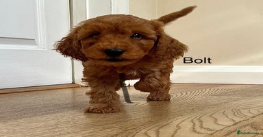 Cockapoo dogs - Advert 2