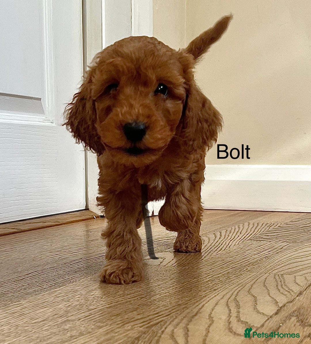 Cockapoo dogs for sale: F2B Red Cockapoos **BOTH PARENTS DNA CLEAR** - Image 7