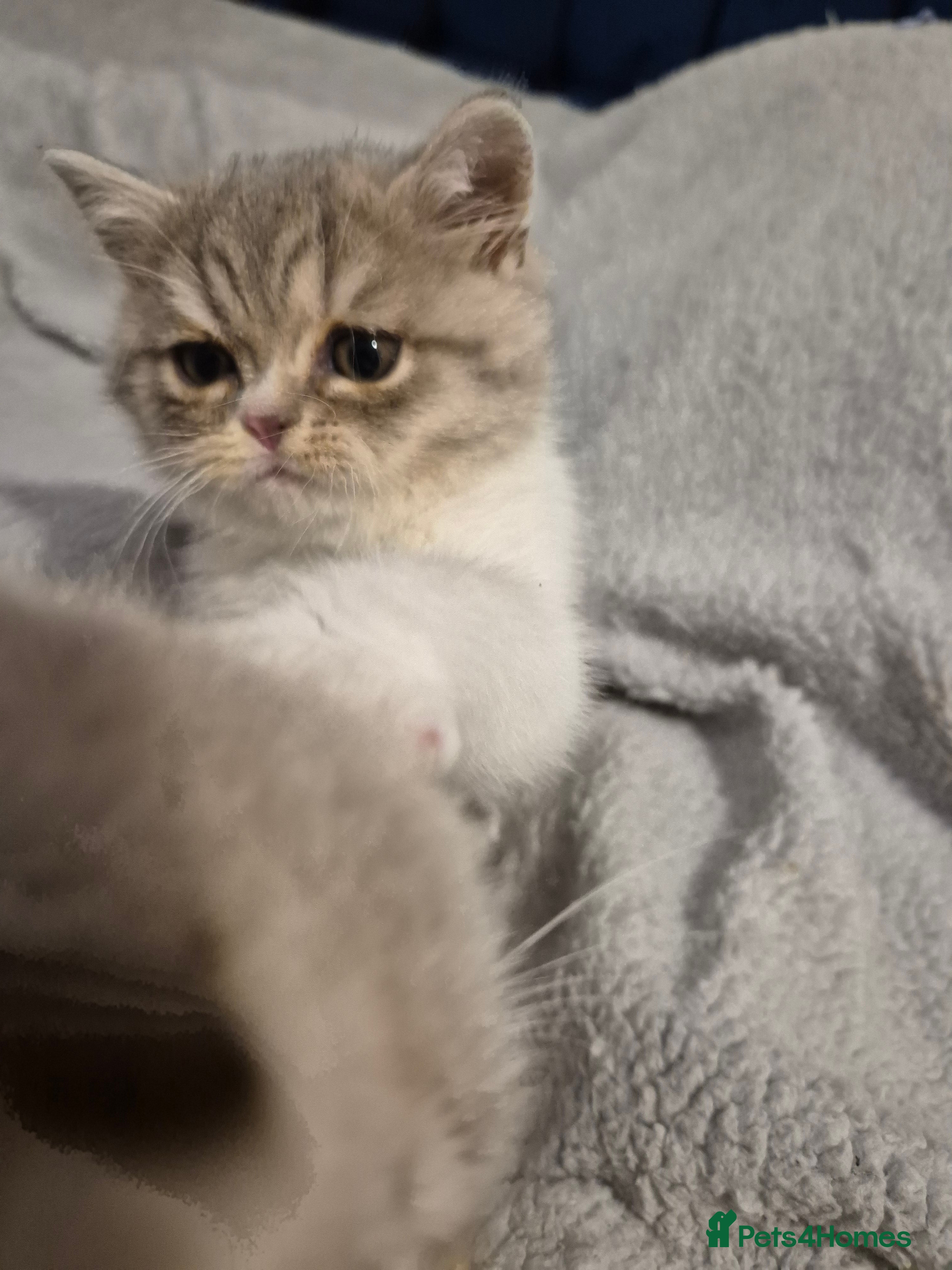 Selkirk Rex cats Pedigree selkirk rex Blue tortie tabby bi colour - Advert 1