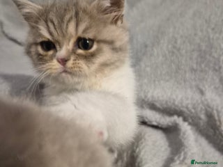 Selkirk Rex cats Pedigree selkirk rex Blue tortie tabby bi colour - Advert 1