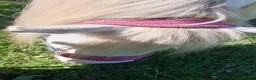 Irish Cob horses for sale: Blagdon cob Gelding  in Ellesmere Port - Advert 5