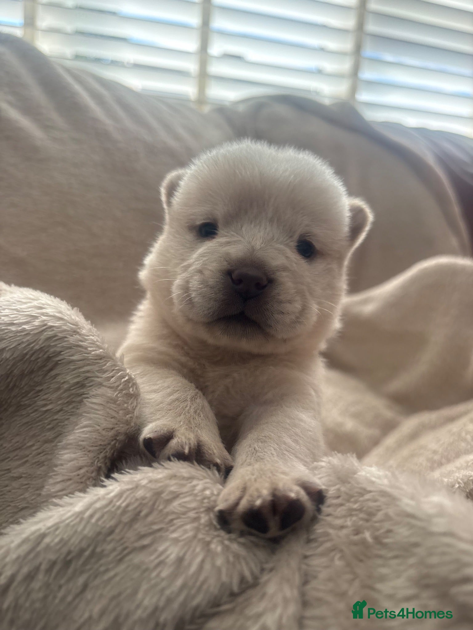 Chow Chow dogs Chow chow puppies 🩷🩷🩷💙🩷🩷🩷 - Advert 15