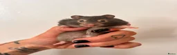 Hamster rodents for sale: Baby syrian hamsters  - Advert 5