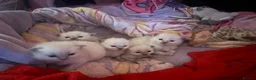 Ragdoll cats for sale: Beautiful Ragdoll Kittens - ready in December - Advert 2