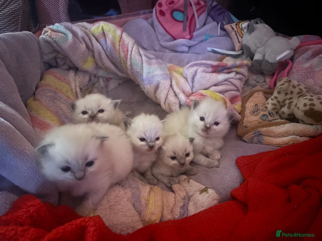Ragdoll cats for sale: Beautiful Ragdoll Kittens - ready in December - Advert 2