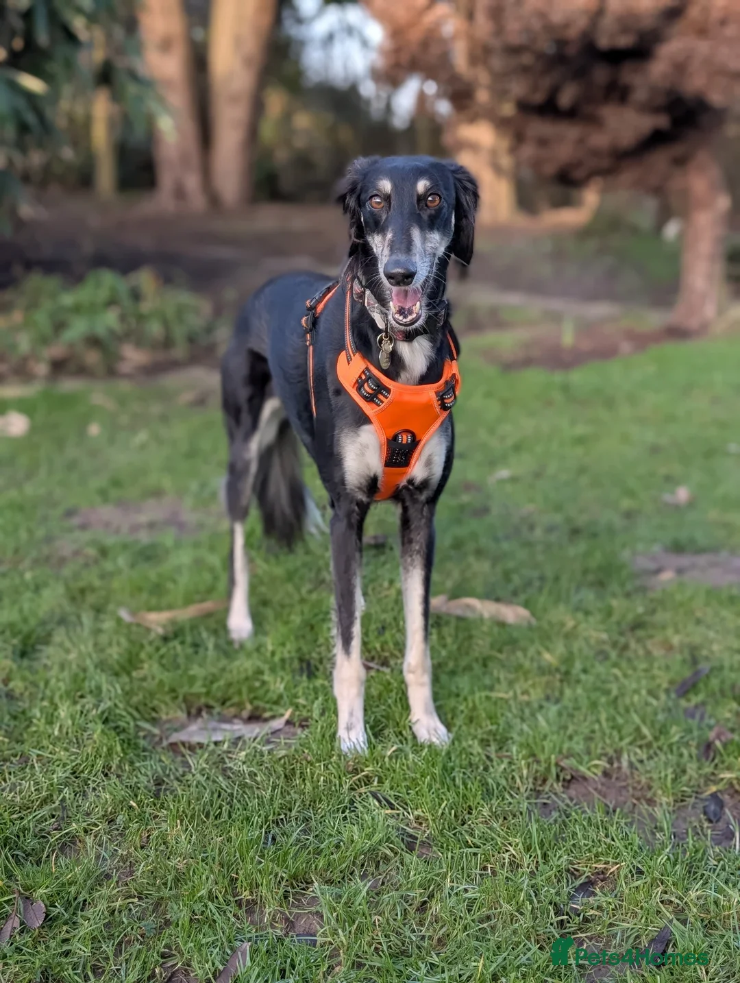 Saluki dogs for adoption: Charlotte - Advert 5