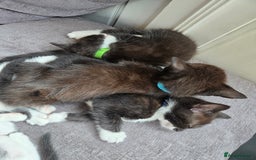 Mixed Breed cats for sale: Siamese Mum x Black and White kittens - Image 11