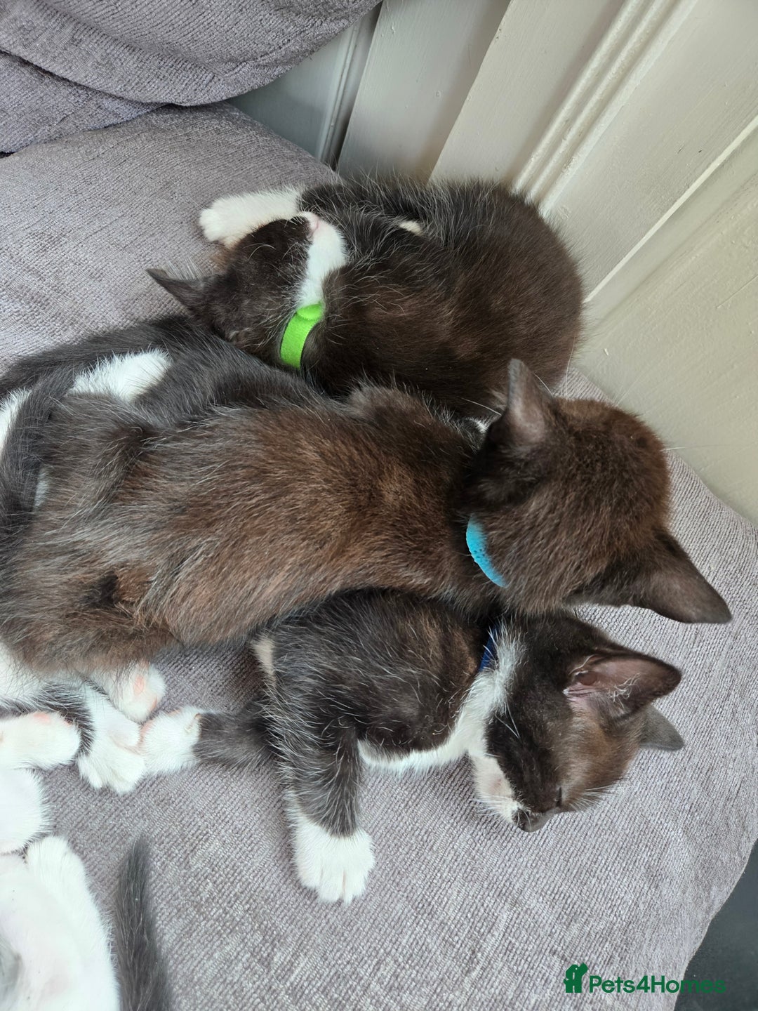 Mixed Breed cats for sale: Siamese Mum x Black and White kittens - Image 11