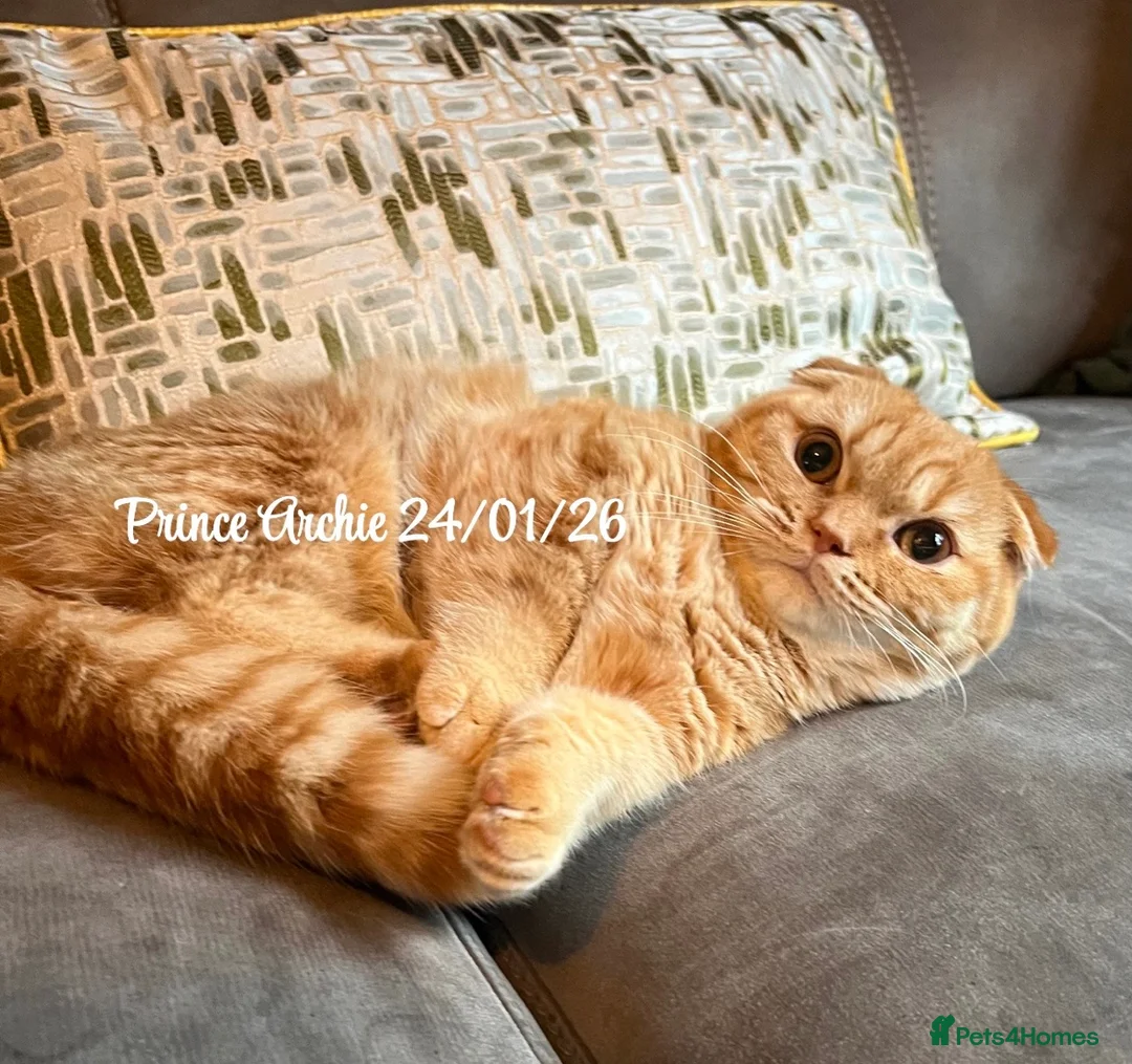 Munchkin cats for sale: Exceptional Quality & Rare Persian Napoleon Minuet - Advert 26