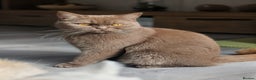 British Shorthair cats for sale: Active GCCF cinnamon female  - Advert 3