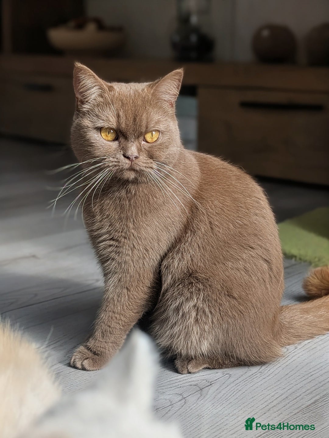 British Shorthair cats for sale: Active GCCF cinnamon female  - Advert 3