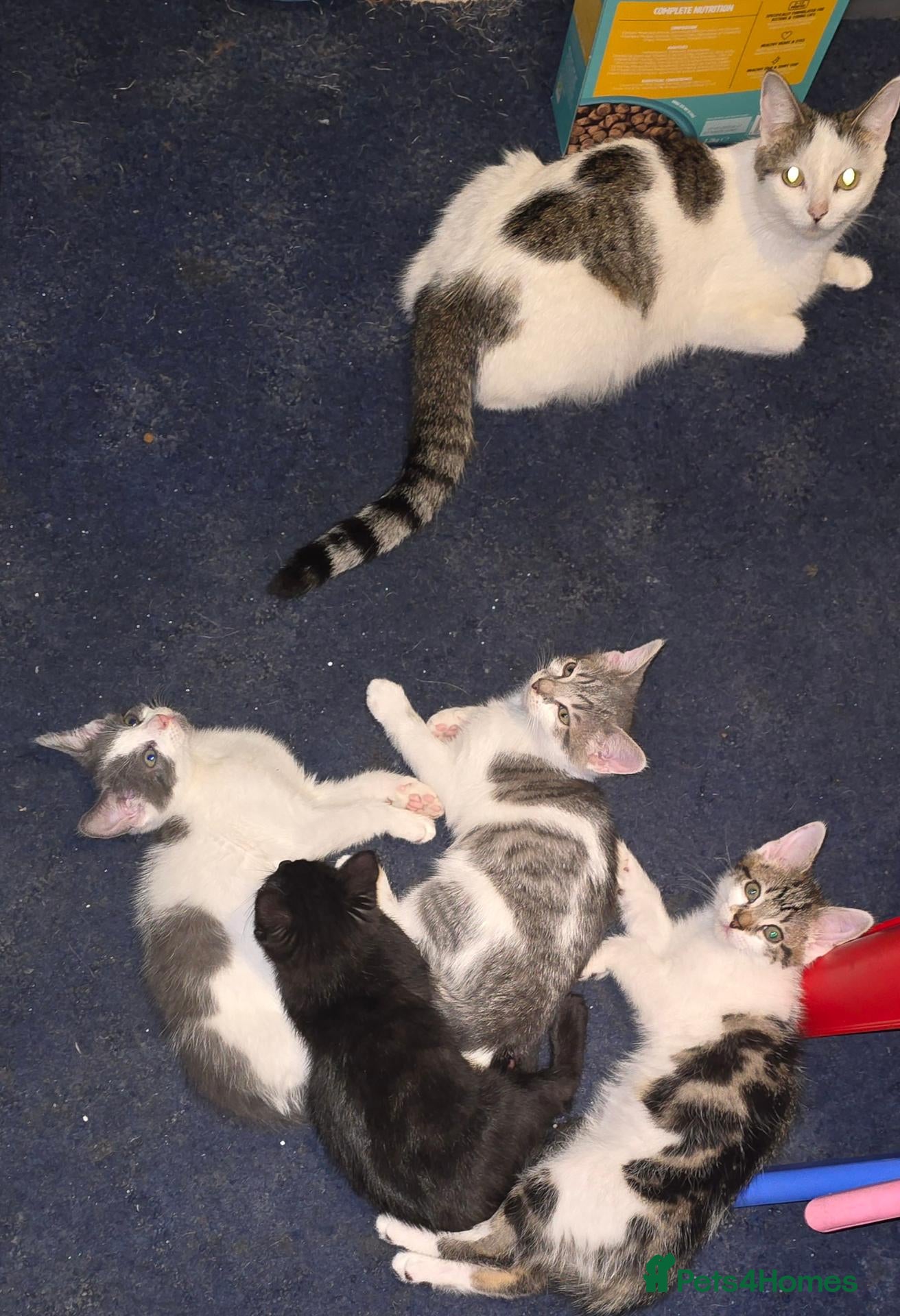 Mixed Breed cats for sale: Constant - Advert 4