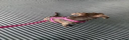 American Bully dogs for sale: American Bully in Stockton-on-Tees - Advert 5
