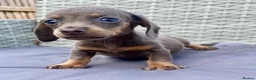 Dachshund dogs for sale: ‼️‼️Ready to leave miniature dashounds‼️‼️ - Advert 7