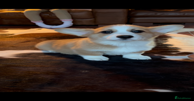 Welsh Corgi Pembroke dogs - Advert 3