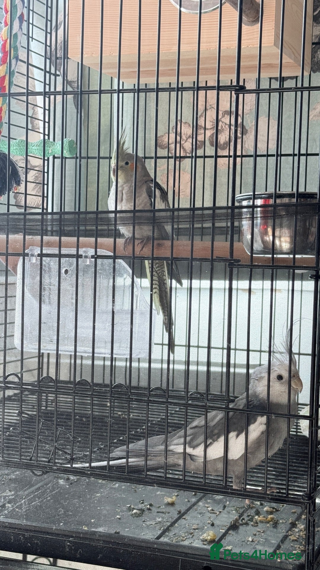 Cockatiels birds Male and female  - Advert 17