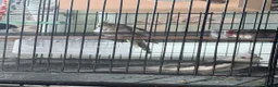 Cockatiels birds for sale: Male and female  in Birmingham - Advert 1