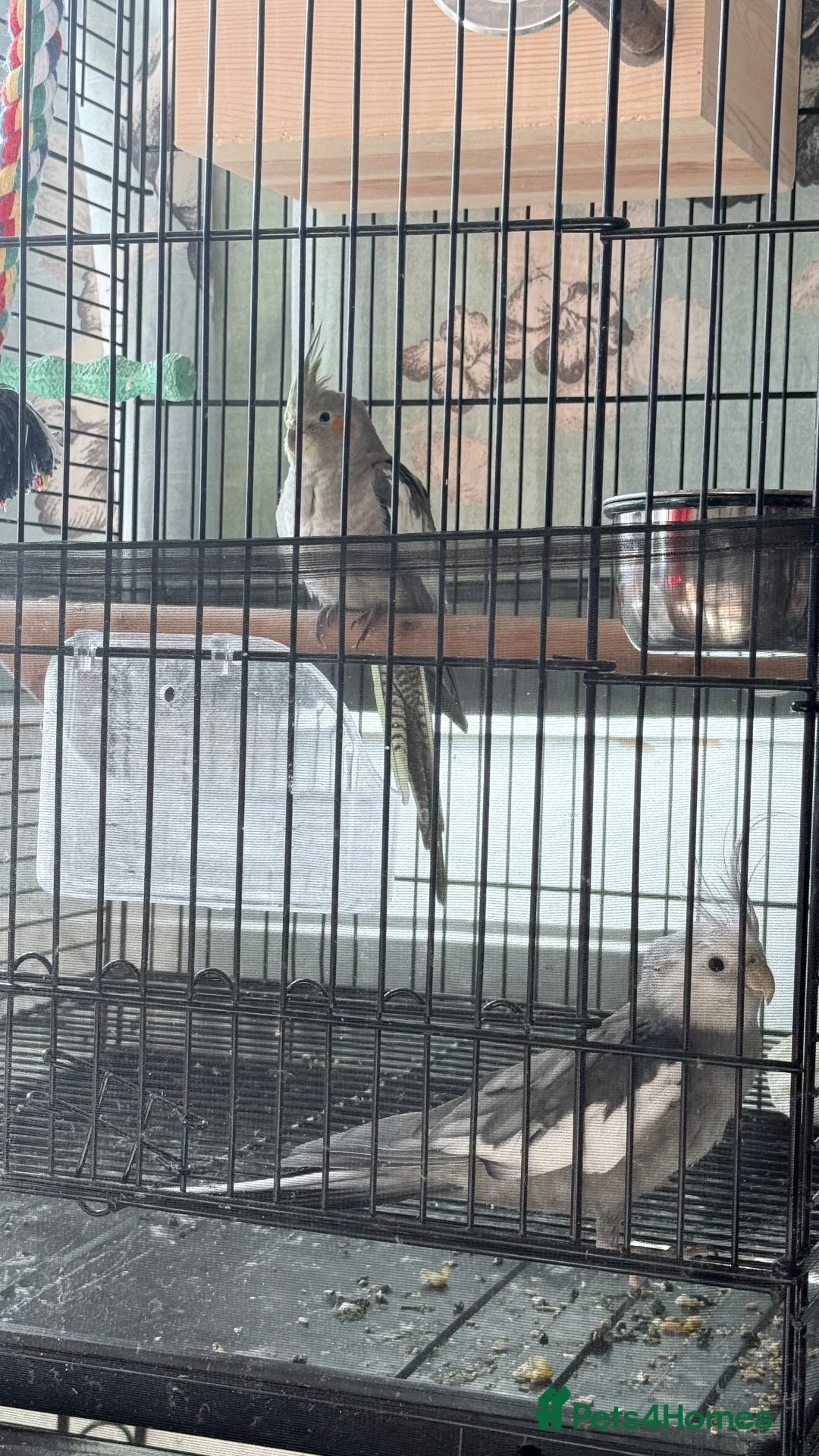 Cockatiels birds for sale: Male and female  in Birmingham - Advert 1