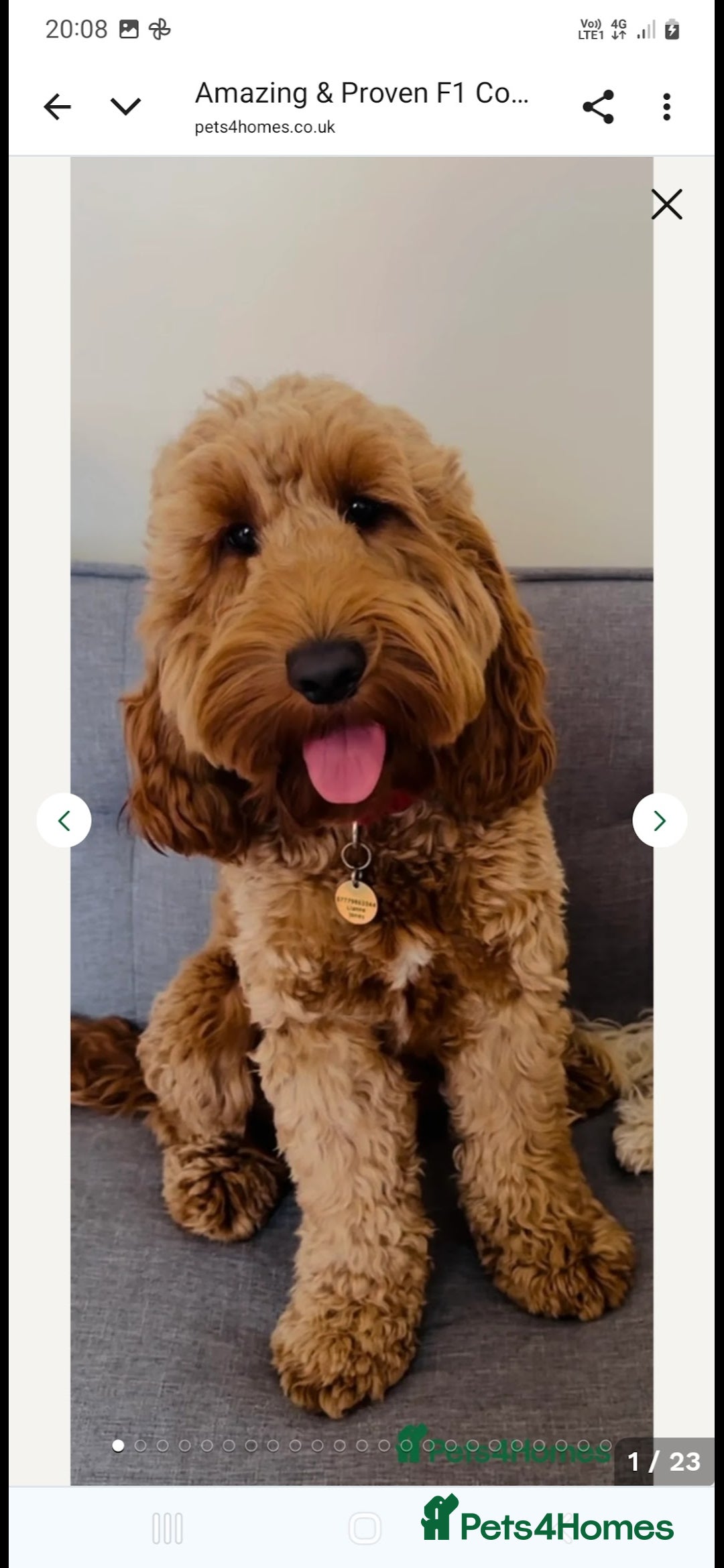 Cockapoo dogs for sale: F2 Cockapoo - Advert 15