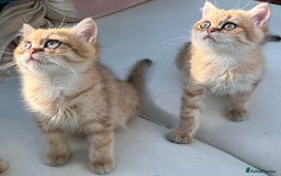 British Shorthair cats for sale:  **   ** : BSH Golden champion lines - Advert 20